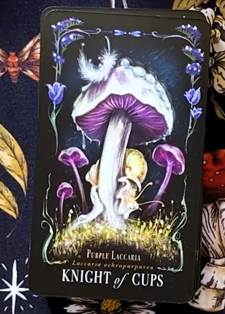 Midnight Magic: A Tarot Deck of Mushrooms